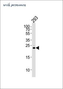 MyBioSource MBS9206616 image 1