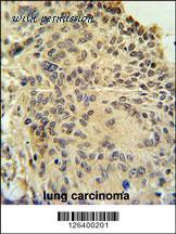 MyBioSource MBS9206616 image 2