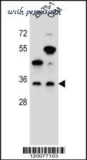 MyBioSource MBS9206791 image 1