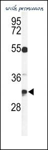 MyBioSource MBS9206828 image 1