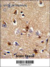 MyBioSource MBS9206852 image 3
