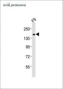 MyBioSource MBS9206951 image 1