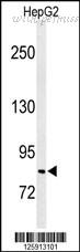 MyBioSource MBS9206968 image 1