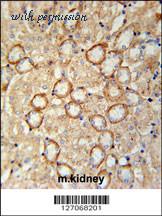 MyBioSource MBS9207250 image 2