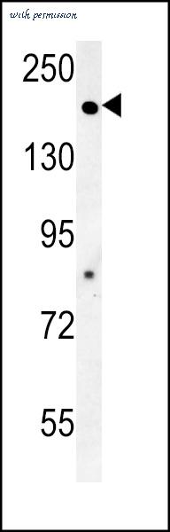 MyBioSource MBS9207388 image 1