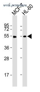 MyBioSource MBS9207576 image 2