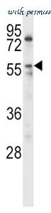 MyBioSource MBS9207576 image 3
