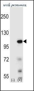 MyBioSource MBS9207620 image 1