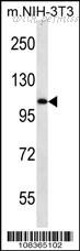 MyBioSource MBS9207620 image 2