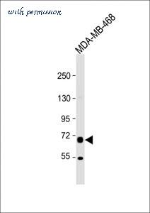 MyBioSource MBS9207635 image 3
