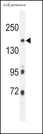 MyBioSource MBS9207649 image 2