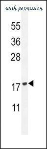 MyBioSource MBS9207696 image 1