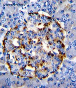 MyBioSource MBS9207696 image 2