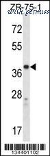 MyBioSource MBS9207739 image 1
