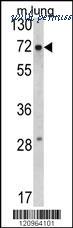 MyBioSource MBS9207834 image 2