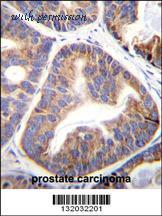 MyBioSource MBS9207877 image 2