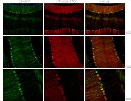 MyBioSource MBS9207967 image 1