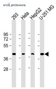 MyBioSource MBS9208255 image 1