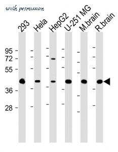MyBioSource MBS9208255 image 2