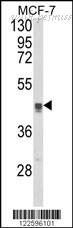 MyBioSource MBS9208301 image 1