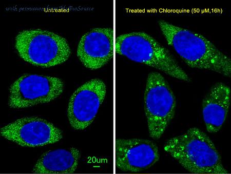 MyBioSource MBS9208353 image 1