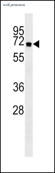 MyBioSource MBS9208353 image 2