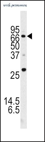 MyBioSource MBS9208353 image 3
