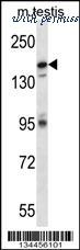 MyBioSource MBS9208374 image 1