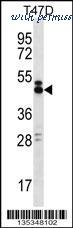 MyBioSource MBS9208379 image 1