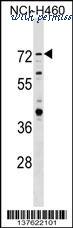 MyBioSource MBS9208544 image 1