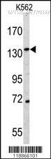MyBioSource MBS9208646 image 1