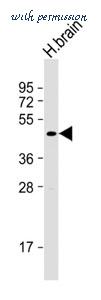 MyBioSource MBS9208829 image 1