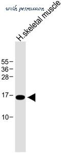 MyBioSource MBS9208862 image 2