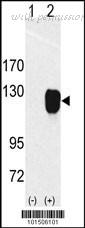 MyBioSource MBS9209314 image 1