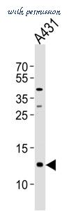 MyBioSource MBS9209523 image 1