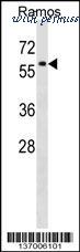 MyBioSource MBS9209736 image 1