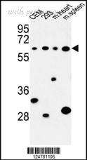 MyBioSource MBS9209842 image 1