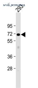 MyBioSource MBS9209842 image 2