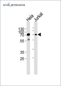 MyBioSource MBS9209950 image 1