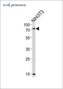 MyBioSource MBS9209950 image 2