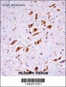 MyBioSource MBS9209950 image 3