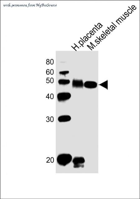 MyBioSource MBS9210091 image 1