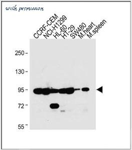 MyBioSource MBS9210162 image 1