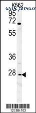 MyBioSource MBS9210391 image 1