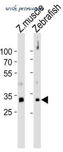 MyBioSource MBS9210435 image 1