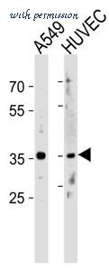 MyBioSource MBS9210435 image 2