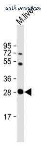 MyBioSource MBS9210535 image 1