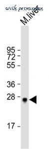 MyBioSource MBS9210535 image 3