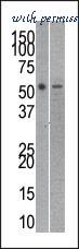 MyBioSource MBS9210678 image 1