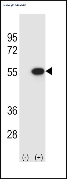 MyBioSource MBS9210678 image 2